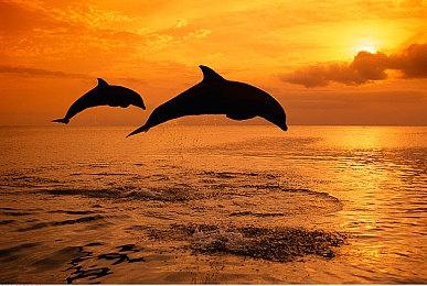 开发者缅怀《星鸣特攻》：我们亲手撞毁的最美汽车